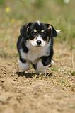 CORGI PEMBROKE 422